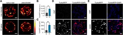 Sustained heterologous gene expression in pancreatic islet organoids using adeno-associated virus serotype 8